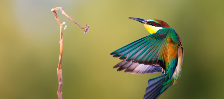 Golden Bee-Eater screenshot #1 720x320