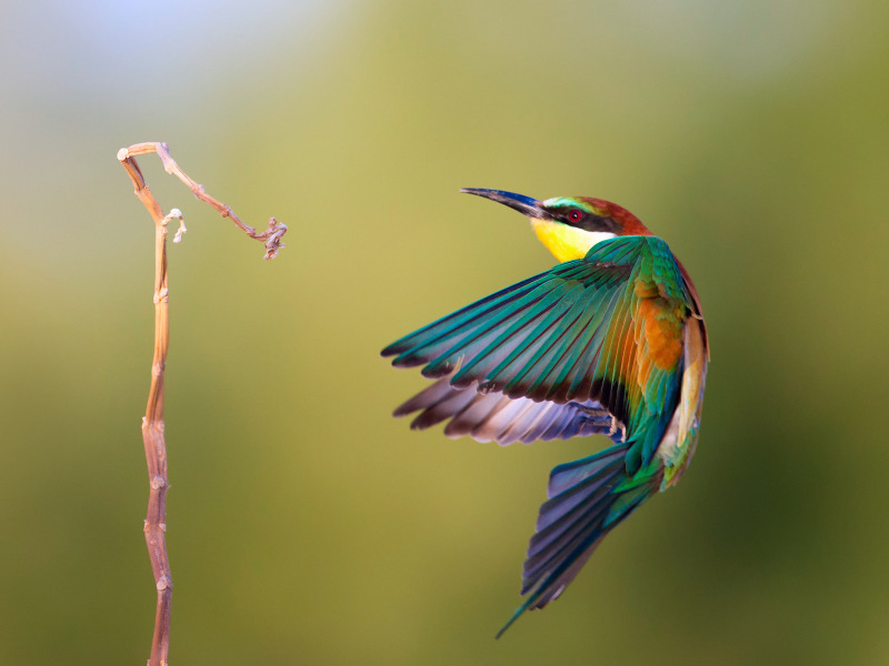 Обои Golden Bee-Eater 800x600