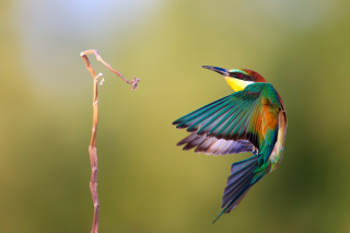 Golden Bee-Eater Background for Android, iPhone and iPad