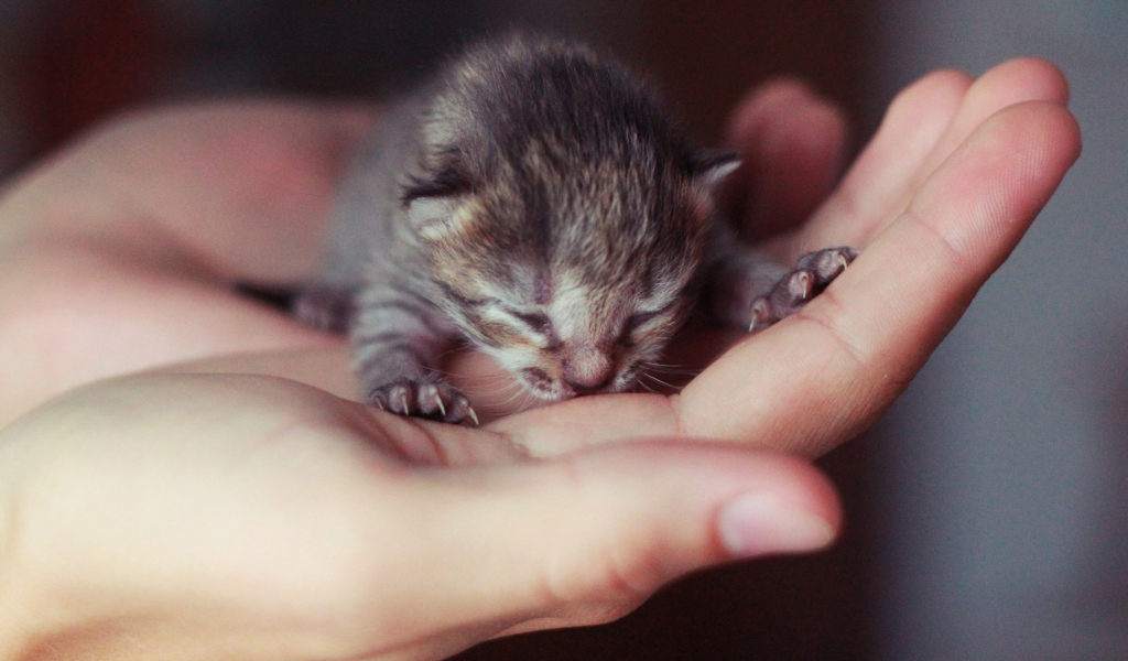 Das Cute Little Newborn Kitten Wallpaper 1024x600