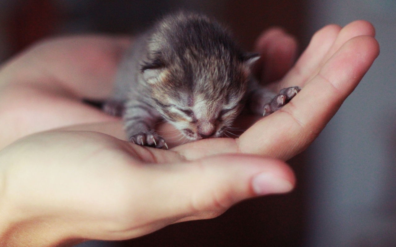 Sfondi Cute Little Newborn Kitten 1280x800