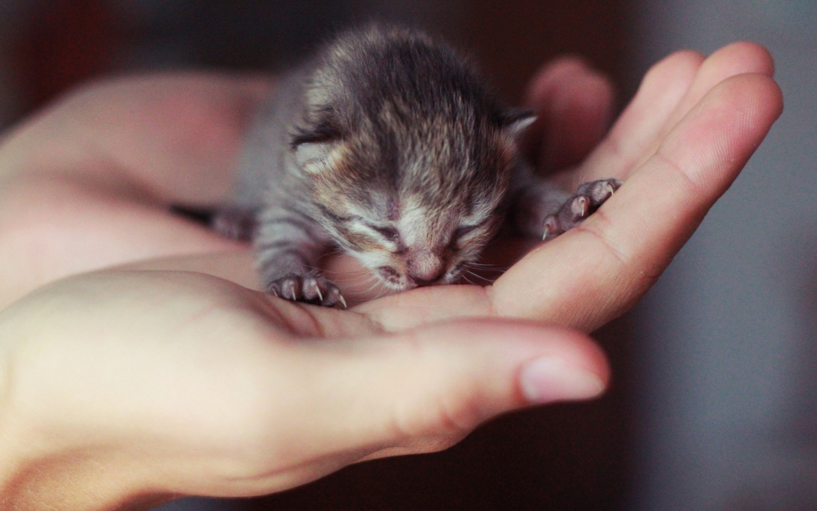 Screenshot №1 pro téma Cute Little Newborn Kitten 1680x1050