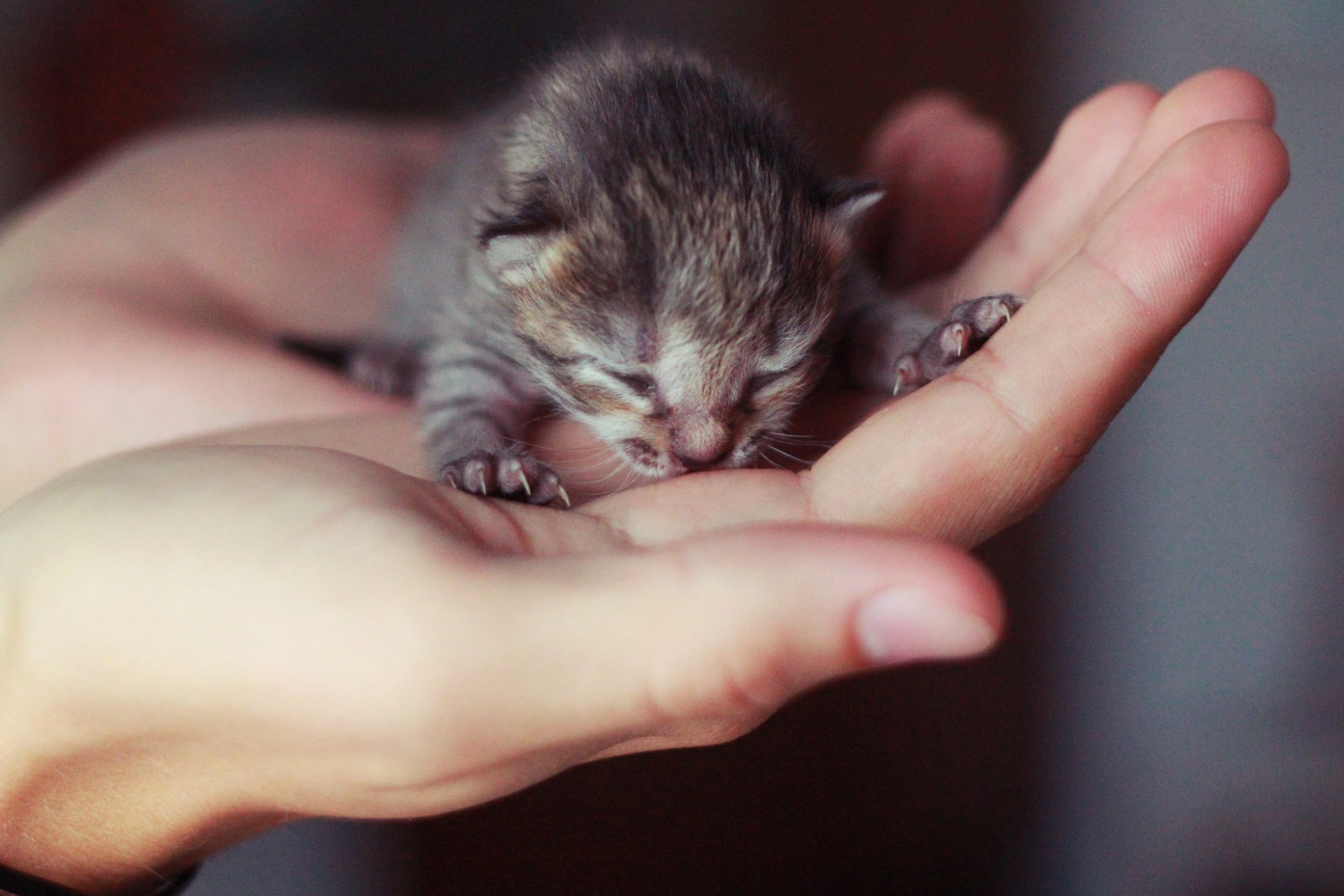 Screenshot №1 pro téma Cute Little Newborn Kitten 2880x1920