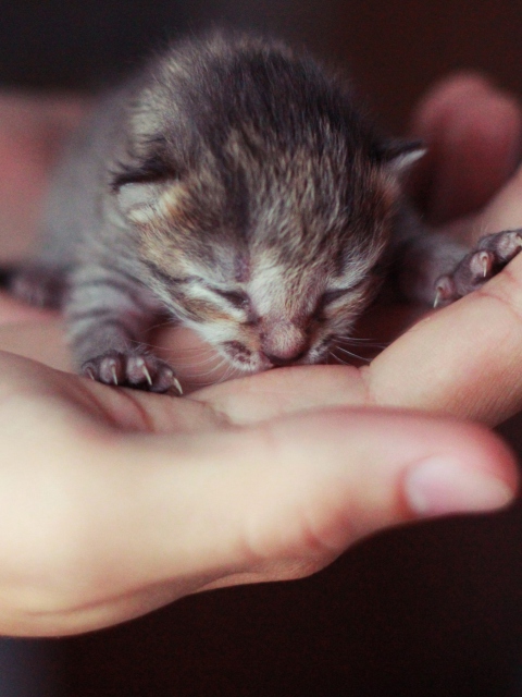 Cute Little Newborn Kitten wallpaper 480x640