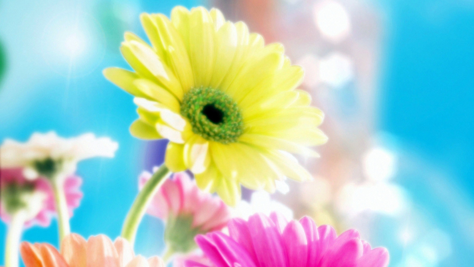 Fondo de pantalla Glamorous Flowers 1600x900