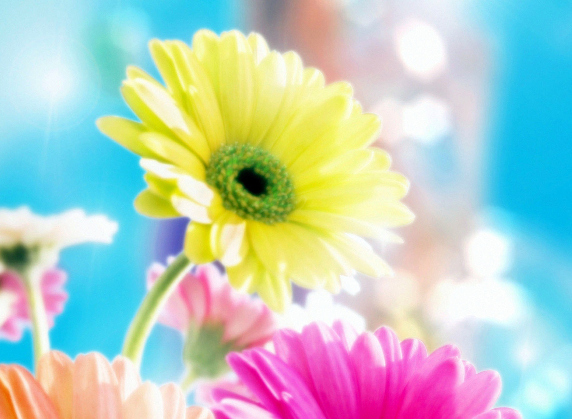 Glamorous Flowers screenshot #1 1920x1408