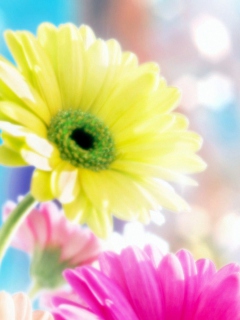 Das Glamorous Flowers Wallpaper 240x320