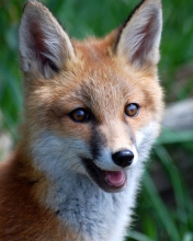 Smiling Muzzle Of Fox screenshot #1 176x220
