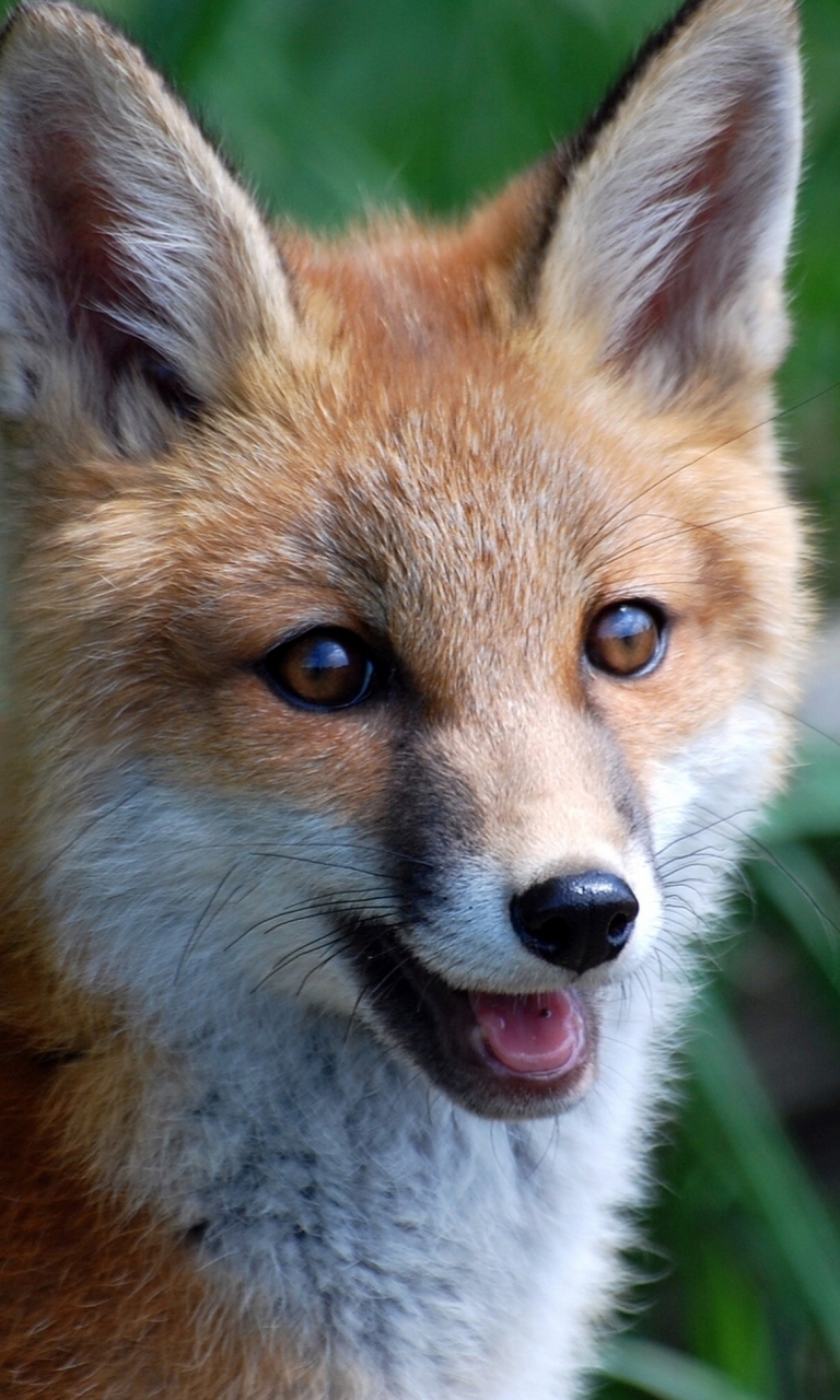 Das Smiling Muzzle Of Fox Wallpaper 768x1280