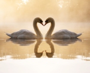 Screenshot №1 pro téma Loving Swans 176x144