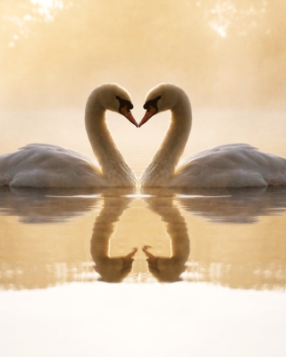 Loving Swans - Obrázkek zdarma pro 128x160