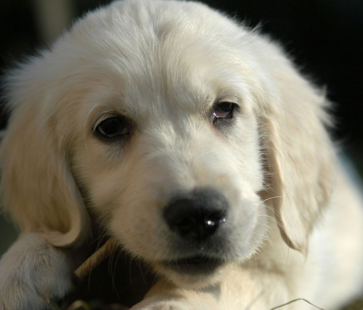 White German Shepherd Puppy screenshot #1 1200x1024