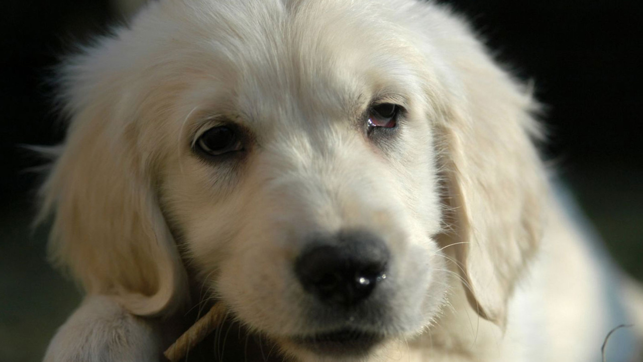 Screenshot №1 pro téma White German Shepherd Puppy 1280x720