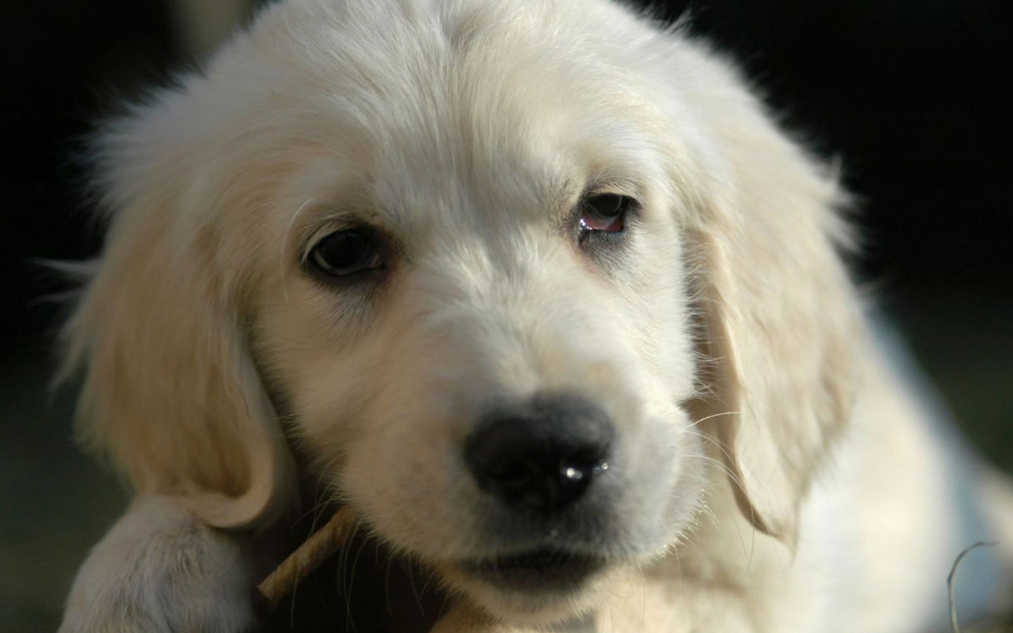 White German Shepherd Puppy screenshot #1 1440x900