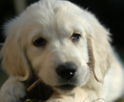 Fondo de pantalla White German Shepherd Puppy 176x144