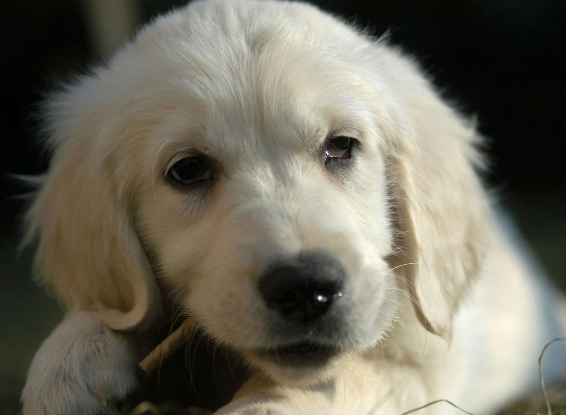 Fondo de pantalla White German Shepherd Puppy 1920x1408