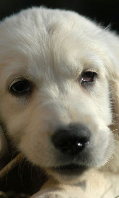 Fondo de pantalla White German Shepherd Puppy 240x400
