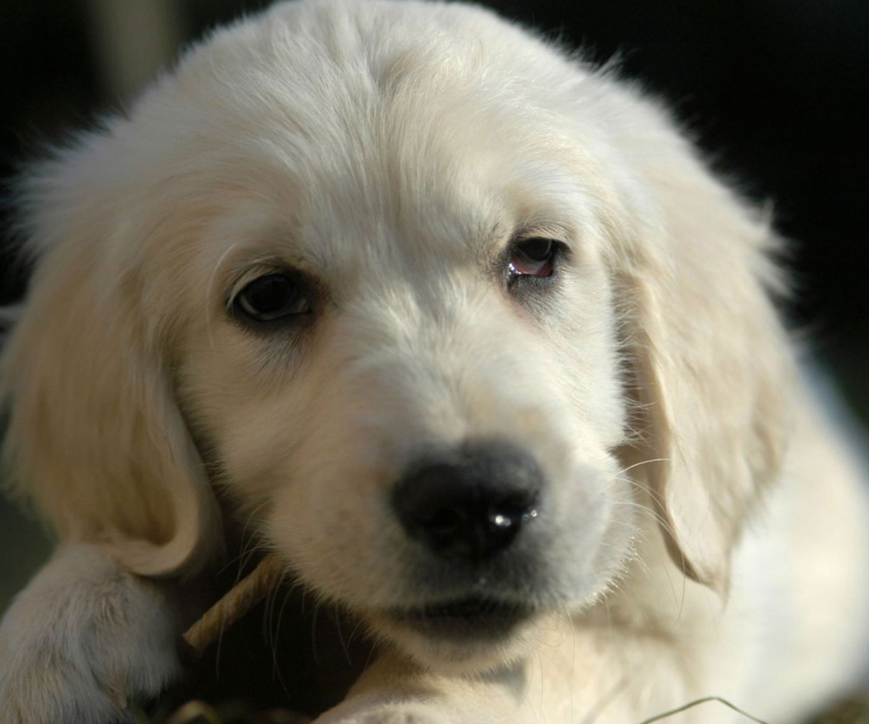 Screenshot №1 pro téma White German Shepherd Puppy 960x800