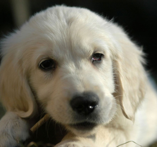 White German Shepherd Puppy - Obrázkek zdarma pro iPad mini