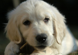 White German Shepherd Puppy - Fondos de pantalla gratis 