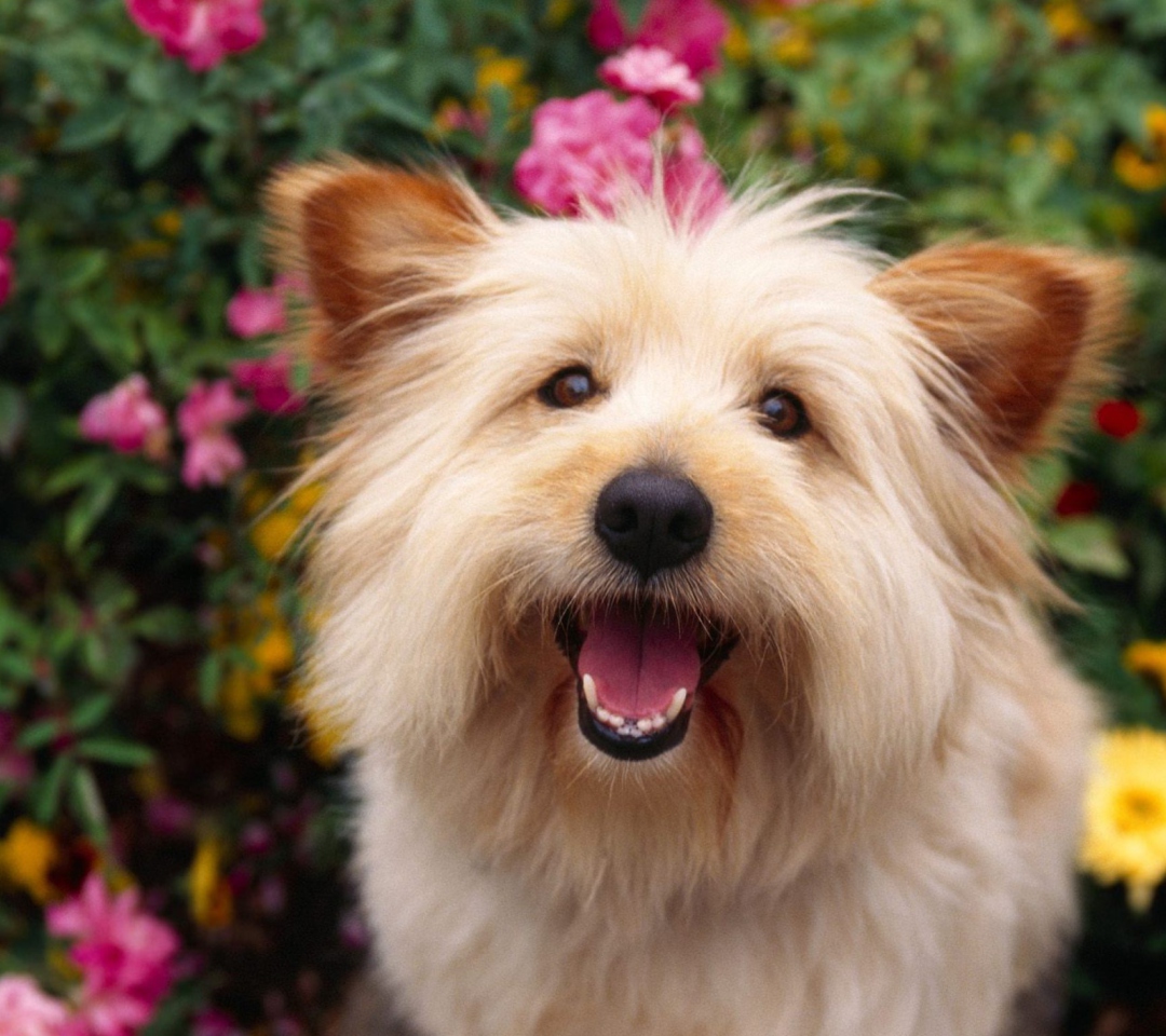 Fondo de pantalla Cairn Terrier Dog 1080x960