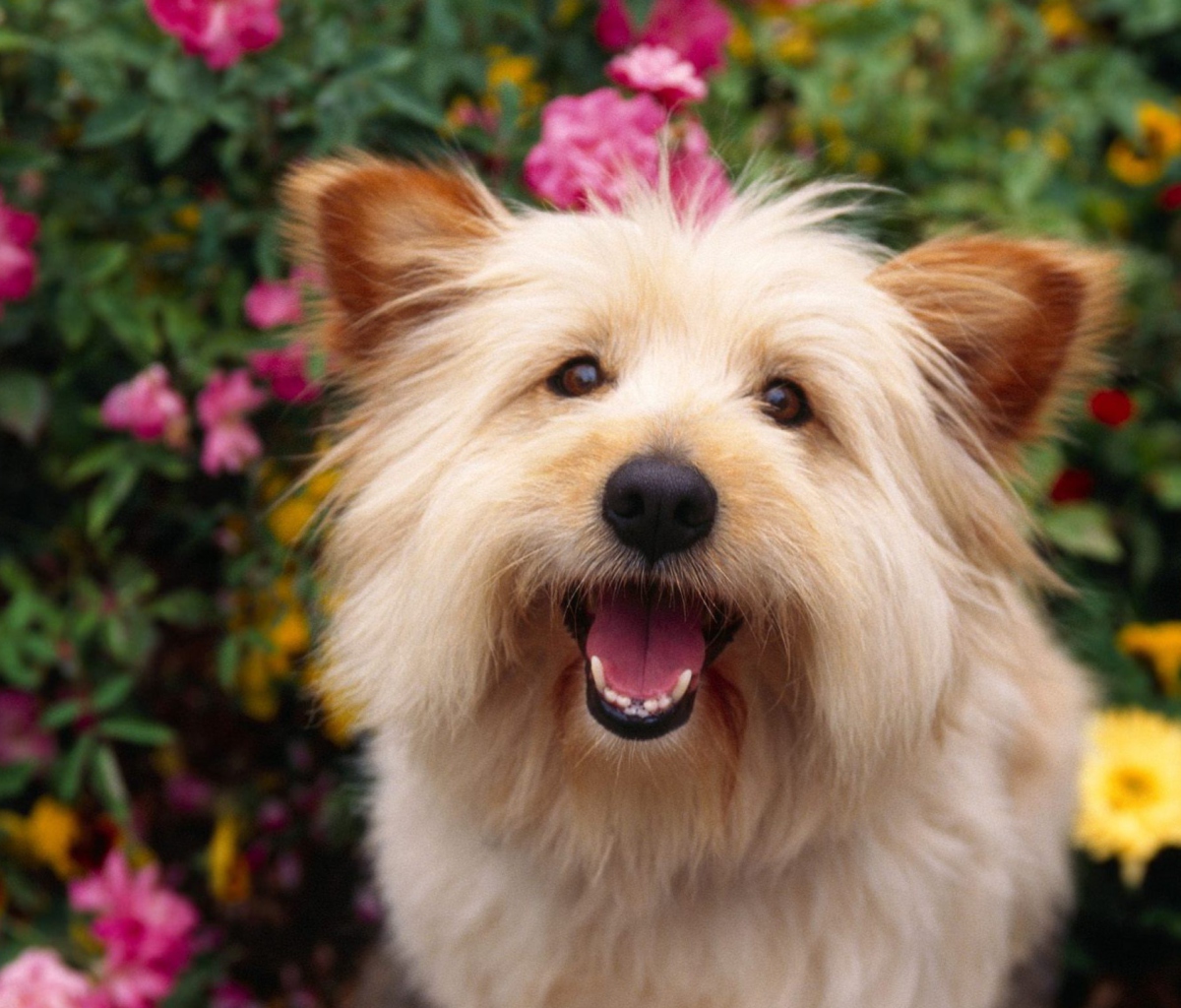 Fondo de pantalla Cairn Terrier Dog 1200x1024