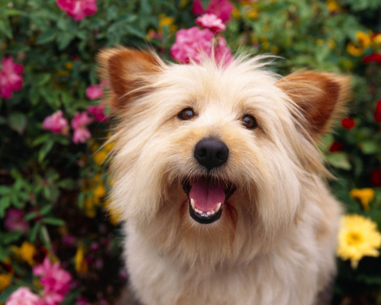 Cairn Terrier Dog screenshot #1 1280x1024