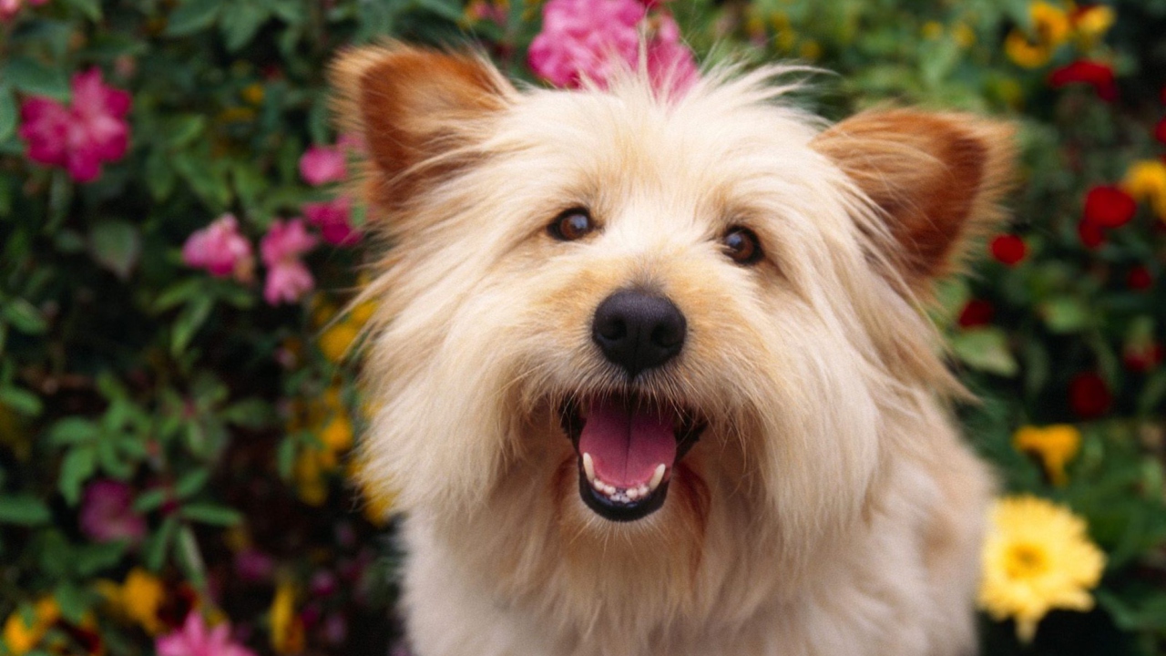 Cairn Terrier Dog screenshot #1 1280x720