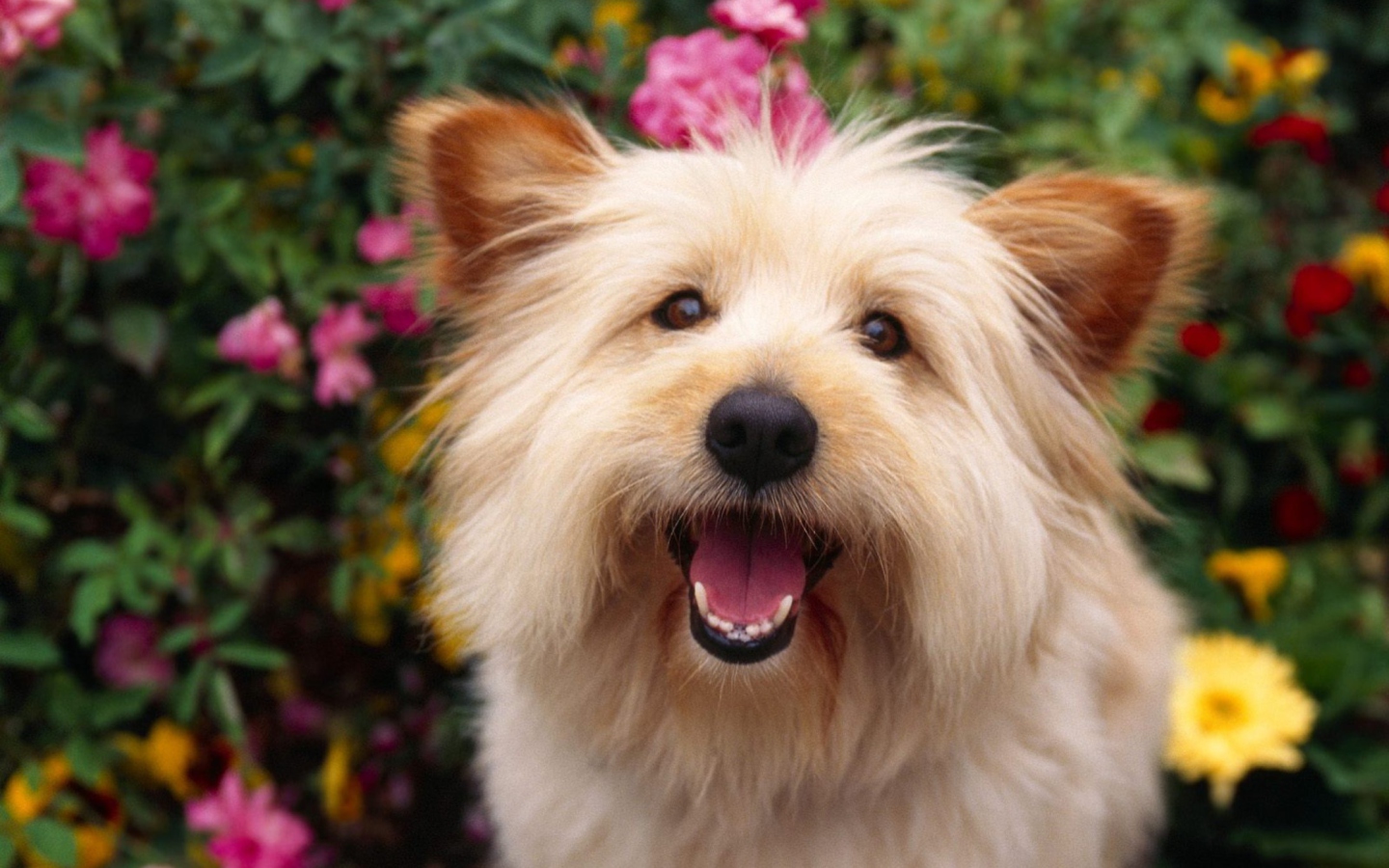 Cairn Terrier Dog screenshot #1 1440x900