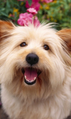 Cairn Terrier Dog screenshot #1 240x400