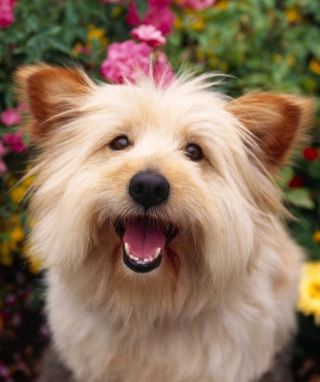 Cairn Terrier Dog papel de parede para celular para Nokia C2-00