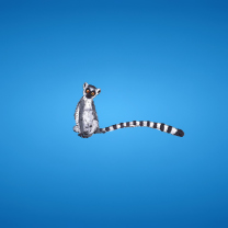 Fondo de pantalla Lemur On Blue Background 208x208