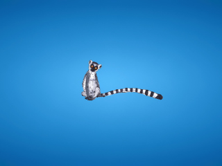 Обои Lemur On Blue Background 320x240