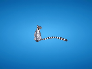 Lemur On Blue Background wallpaper 320x240