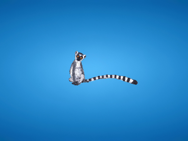 Lemur On Blue Background wallpaper 640x480