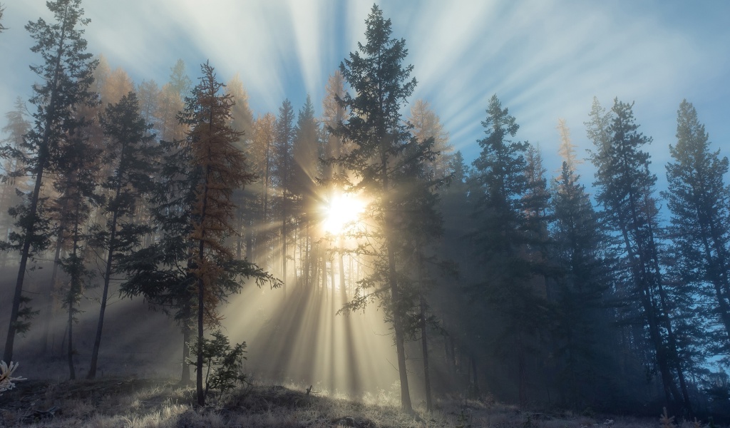 Sfondi Sunlights in winter forest 1024x600