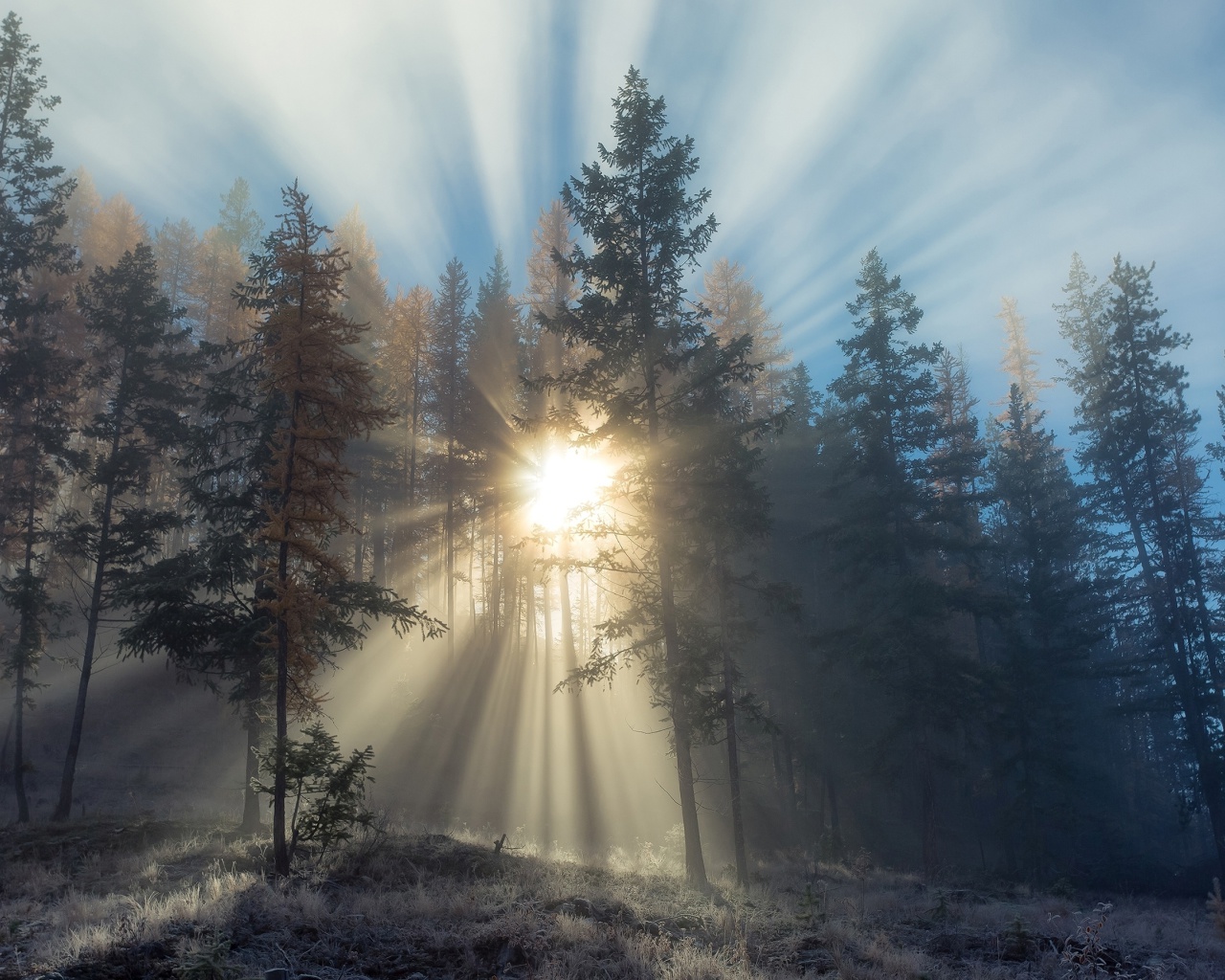 Screenshot №1 pro téma Sunlights in winter forest 1280x1024