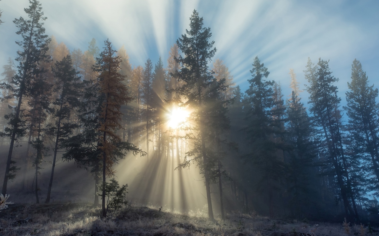 Sfondi Sunlights in winter forest 1280x800