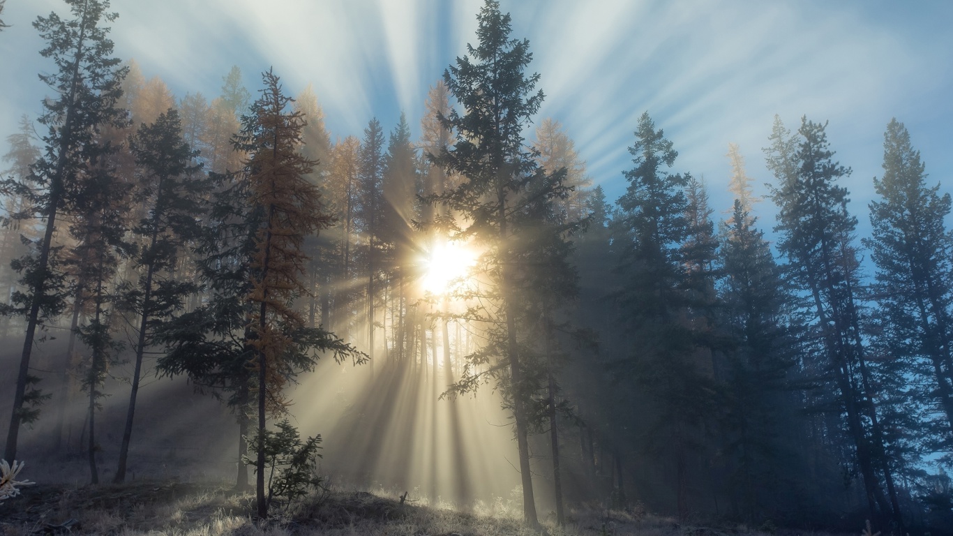 Sunlights in winter forest screenshot #1 1366x768