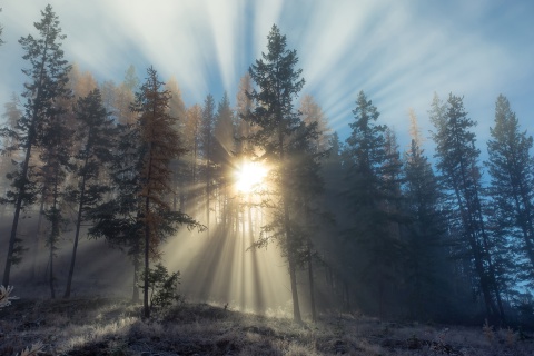 Fondo de pantalla Sunlights in winter forest 480x320