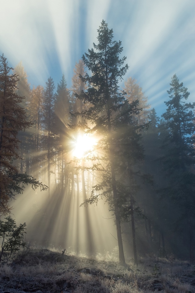Das Sunlights in winter forest Wallpaper 640x960