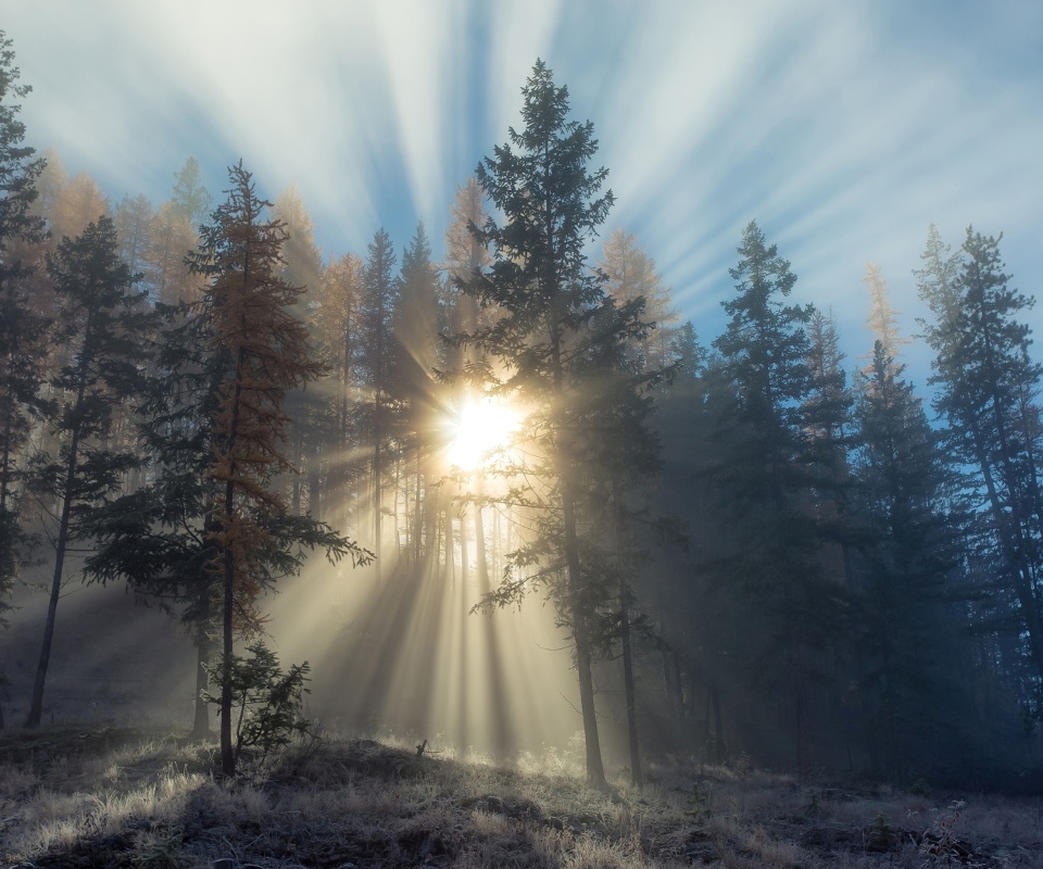 Das Sunlights in winter forest Wallpaper 960x800