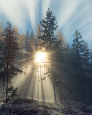 Sunlights in winter forest sfondi gratuiti per 240x400