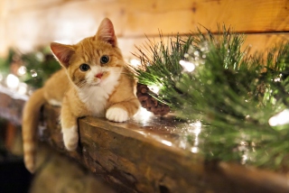 Christmas Kitten - Obrázkek zdarma pro 1680x1050