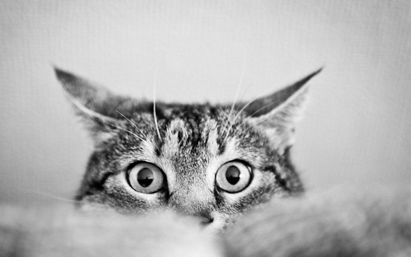 Cat Eyes wallpaper 1440x900