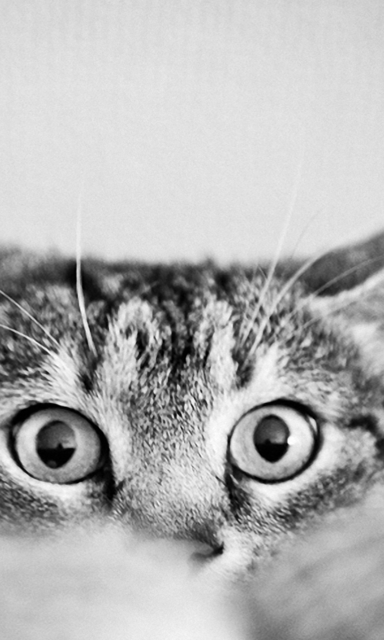 Das Cat Eyes Wallpaper 768x1280