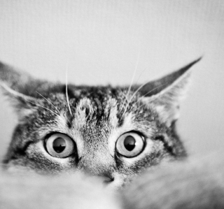 Kostenloses Cat Eyes Wallpaper für iPad mini