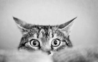 Cat Eyes - Obrázkek zdarma pro Samsung Galaxy Tab 3 10.1