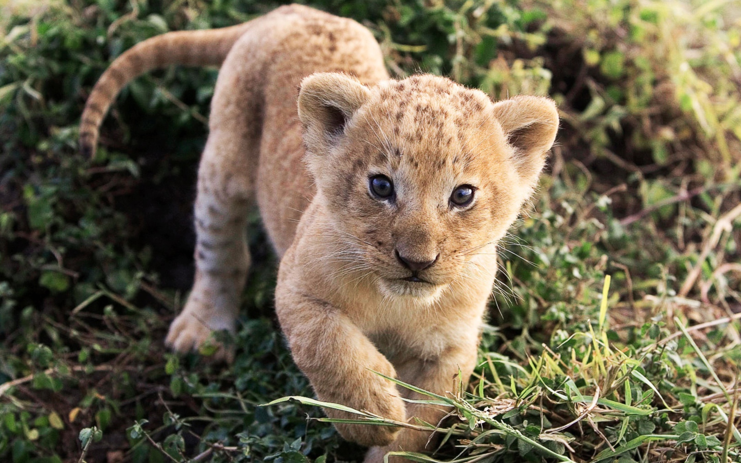 Fondo de pantalla Baby Lion 1440x900