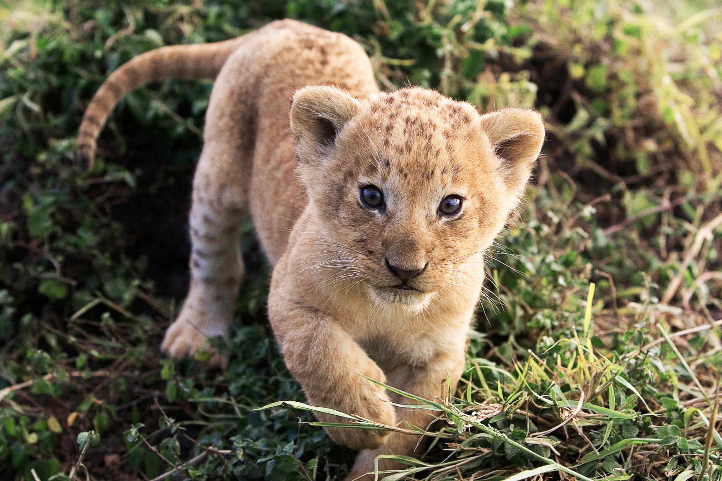 Baby Lion screenshot #1 2880x1920